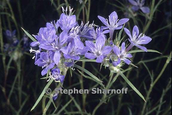 eriastrum densifolium ssp austromontanum 3 graphic